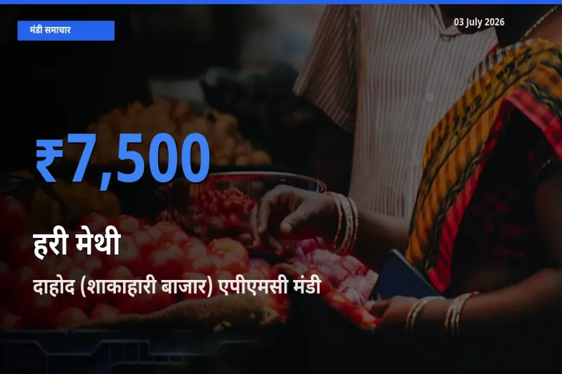दाहोद (शाकाहारी बाजार) एपीएमसी में हरी मेथी का आज सबसे ऊँचा भाव