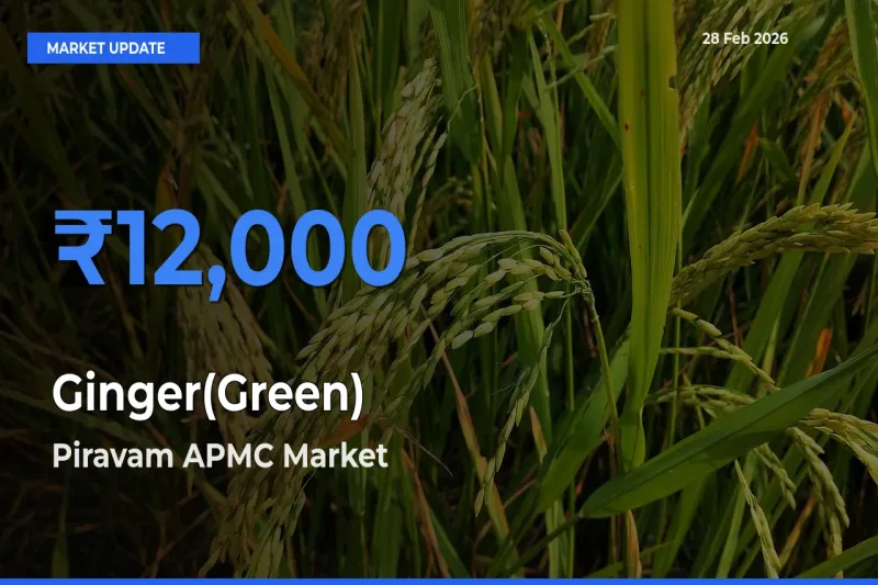 Ginger(Green) Mandi Rate Today: Piravam APMC Tops the List