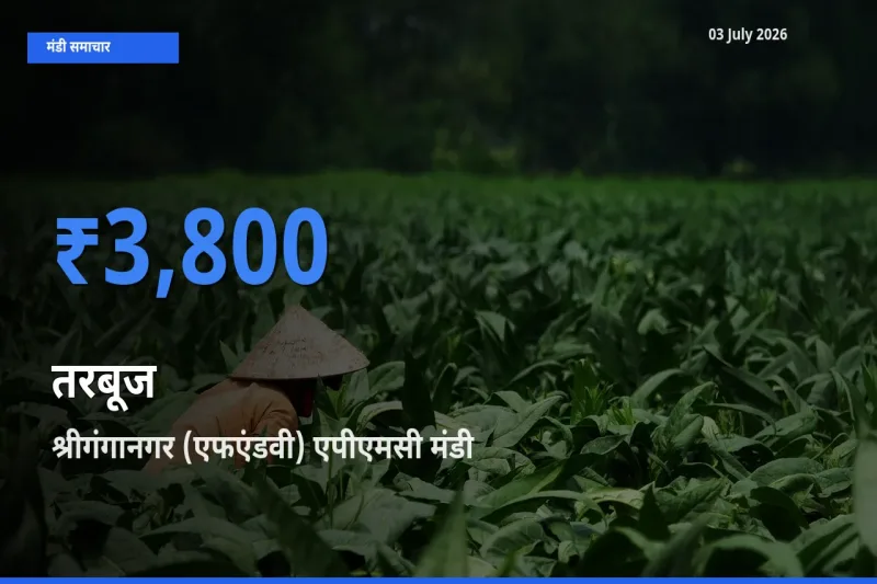 किसानों की पसंद बना श्रीगंगानगर (एफएंडवी) एपीएमसी, तरबूज के सबसे अच्छे दाम