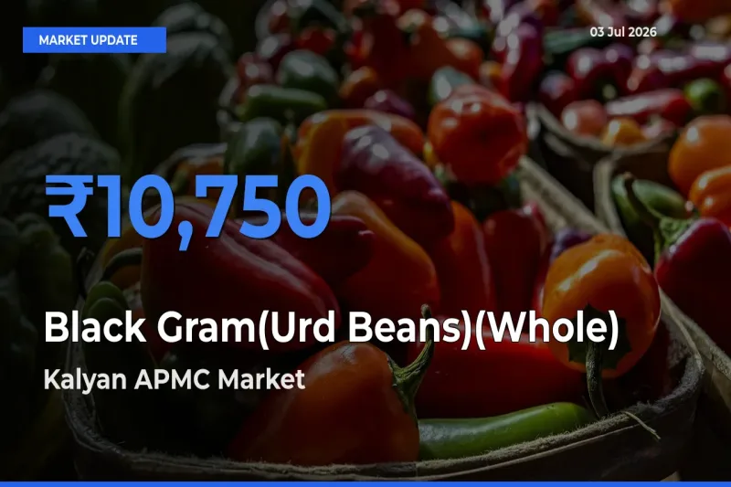 Kalyan APMC Records Highest ₹10,750 Rate for Black Gram(Urd Beans)(Whole)