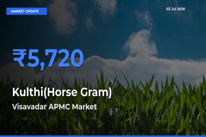 Visavadar APMC Tops Kulthi(Horse Gram) Rates – July 03 Market Update