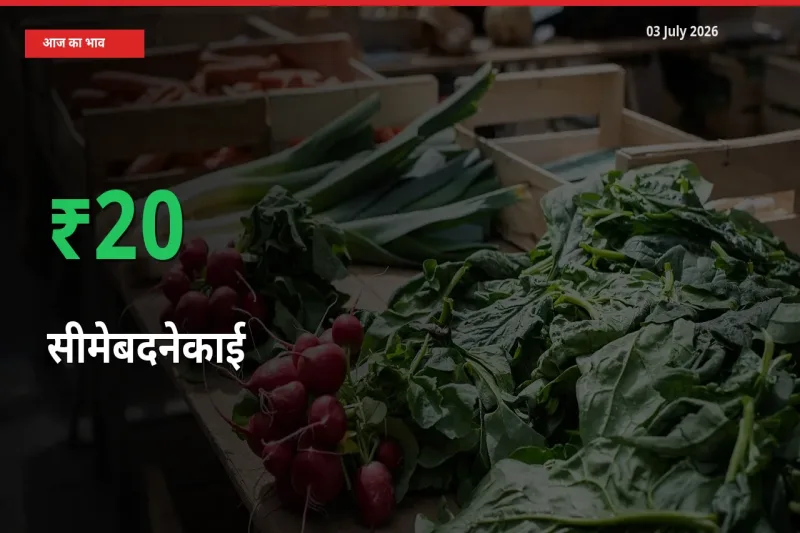 आज का मंडी भाव: सीमेबदनेकाई के दाम मंडी में 20% ऊपर