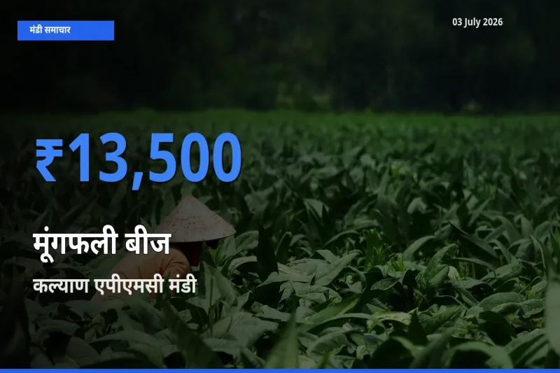 कल्याण एपीएमसी में मूंगफली बीज का आज सबसे ऊँचा भाव