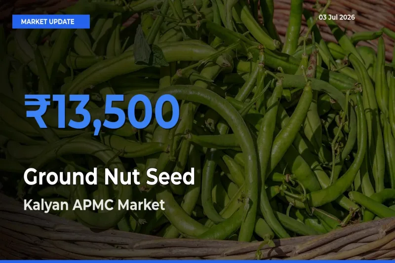 Ground Nut Seed Mandi Rate Today: Kalyan APMC Tops the List