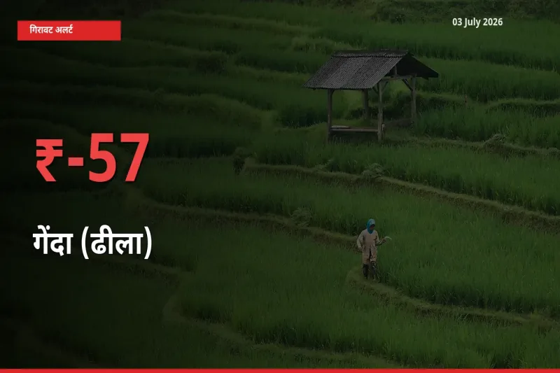 किसानों की चिंता बढ़ी! स्थानीय मंडी में गेंदा (ढीला) 57.14% गिरा
