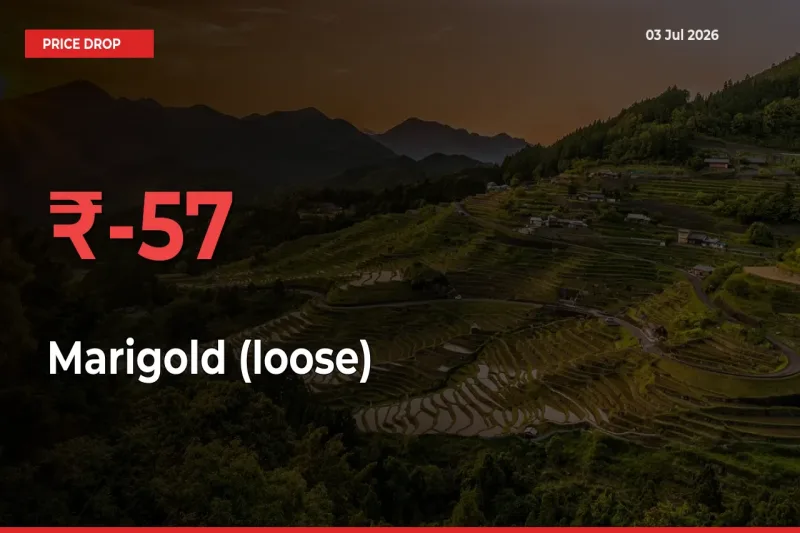 57.14% Drop in Marigold (loose) Prices – Mandi Sees Sudden Fall