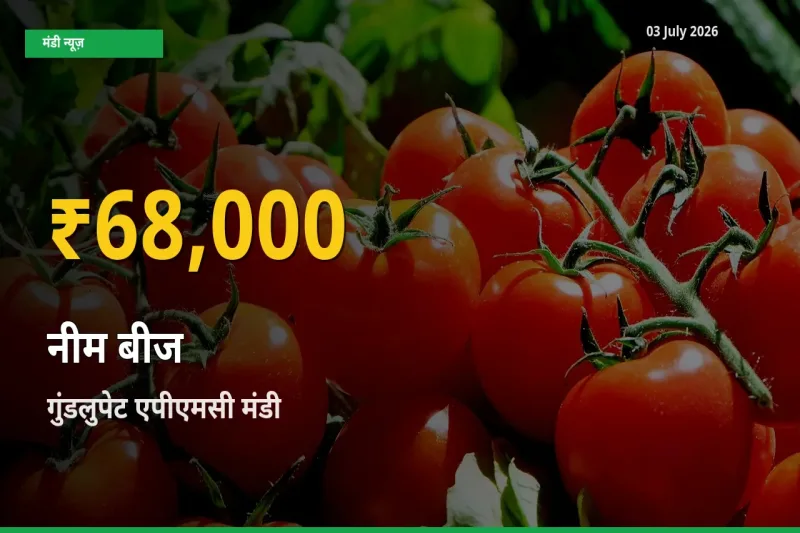 नीम बीज के भावों में जबरदस्त उछाल, गुंडलुपेट एपीएमसी में नया उच्च स्तर