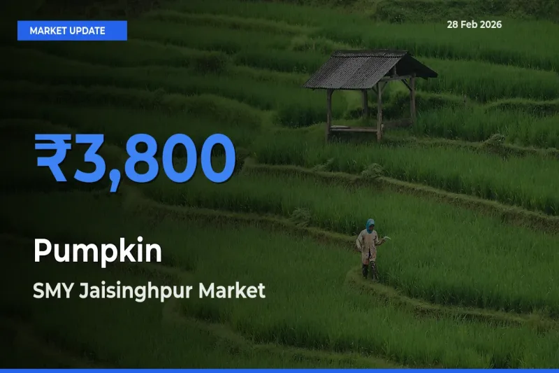 Market Watch: SMY Jaisinghpur Becomes Top Mandi for Pumpkin