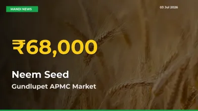 Why Neem Seed Prices Are Climbing in Gundlupet APMC – Today’s New High Explained