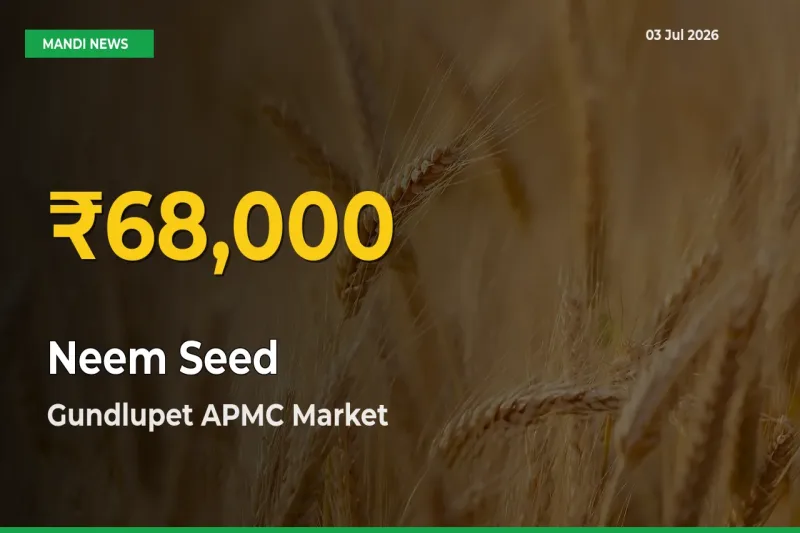 Why Neem Seed Prices Are Climbing in Gundlupet APMC – Today’s New High Explained