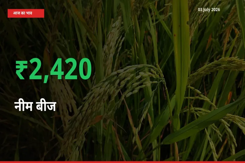 नीम बीज के दाम प्रमुख मंडी में 2419.94% बढ़े, 24 घंटे में बड़ा बदलाव