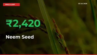 This Mandi Records 2419.94% Jump in Neem Seed Prices