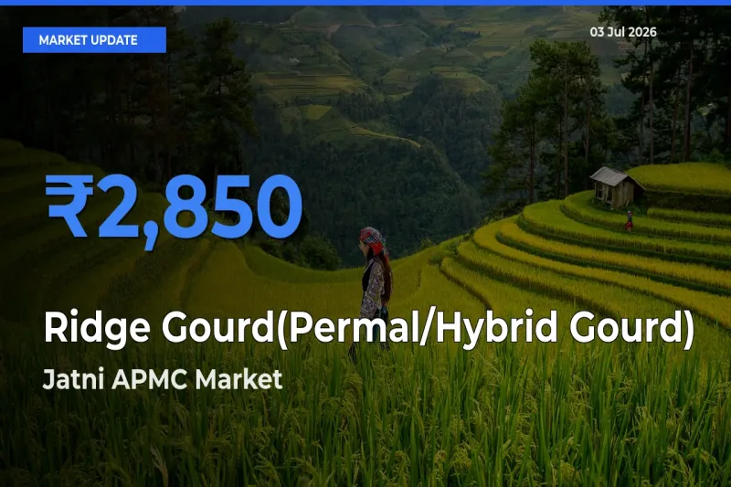 Market Watch: Jatni APMC Becomes Top Mandi for Ridge Gourd(Permal/Hybrid Gourd)