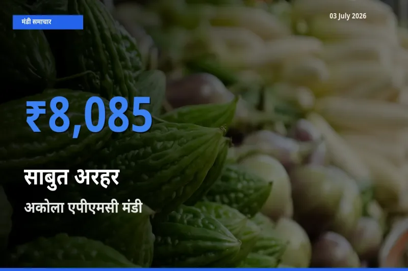 आज साबुत अरहर के सबसे ऊँचे दाम ₹8,085 अकोला एपीएमसी मंडी में