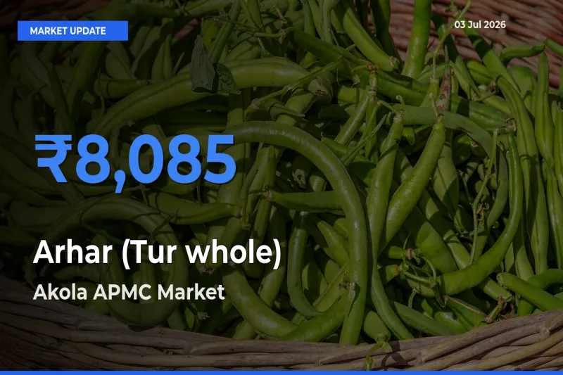 Top Performer! Akola APMC Offers Best Arhar (Tur whole) Price Today