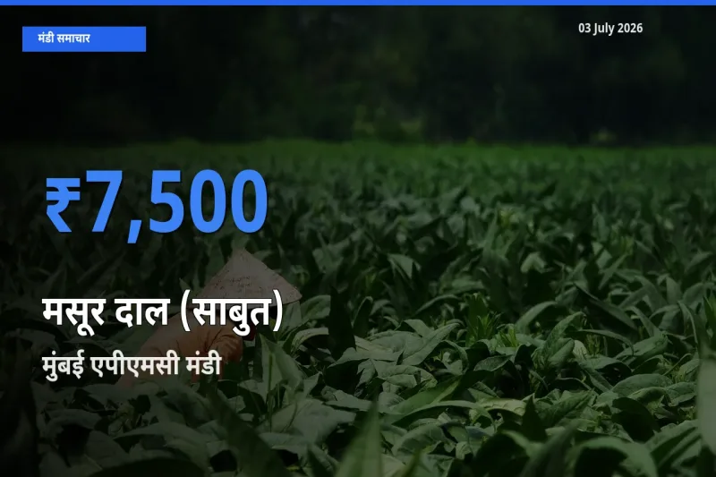 मुंबई एपीएमसी मंडी में आज मसूर दाल (साबुत) के सबसे ऊँचे दाम दर्ज