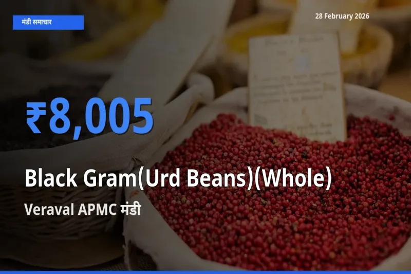 Veraval APMC मंडी में Black Gram(Urd Beans)(Whole) ₹8,005 पर पहुँचा – आज का सर्वोच्च भाव