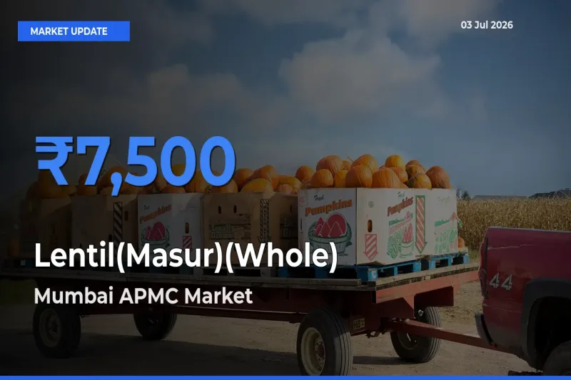 Lentil(Masur)(Whole) Mandi Rate Today: Mumbai APMC Tops the List