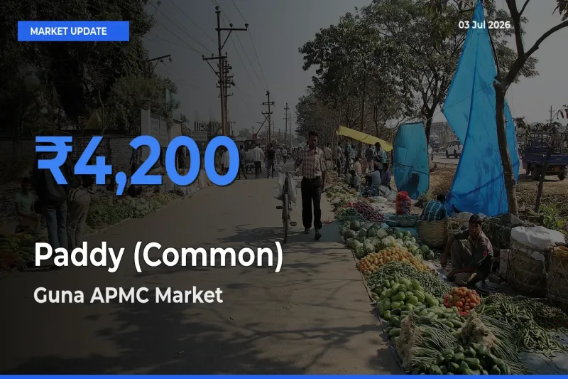 Market Watch: Guna APMC Becomes Top Mandi for Paddy (Common)
