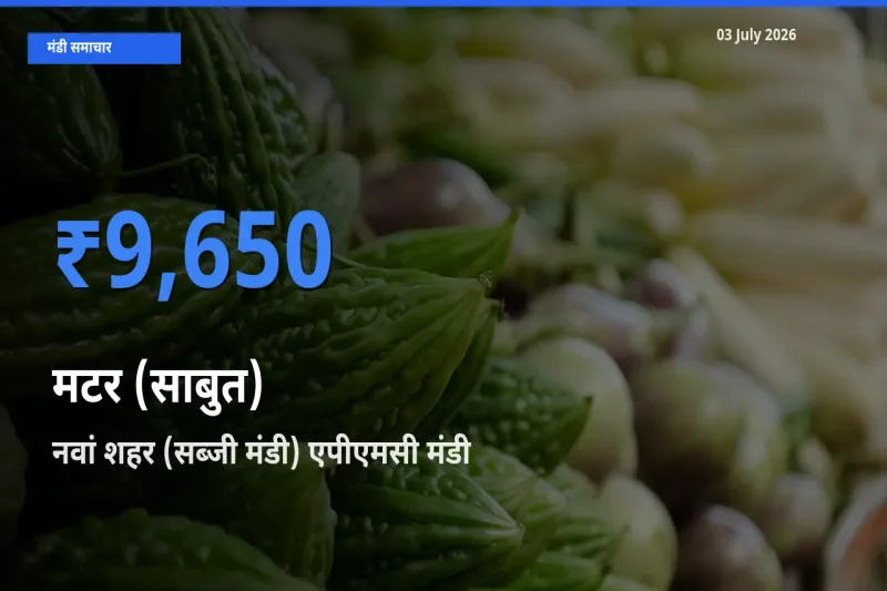 किसानों की पसंद बना नवां शहर (सब्जी मंडी) एपीएमसी, मटर (साबुत) के सबसे अच्छे दाम