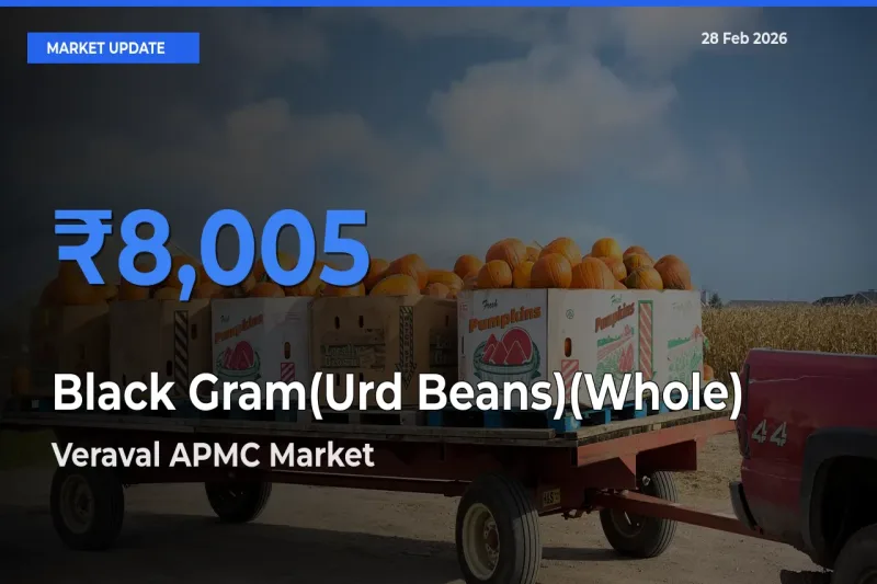 Veraval APMC Tops Black Gram(Urd Beans)(Whole) Rates – February 28 Market Update