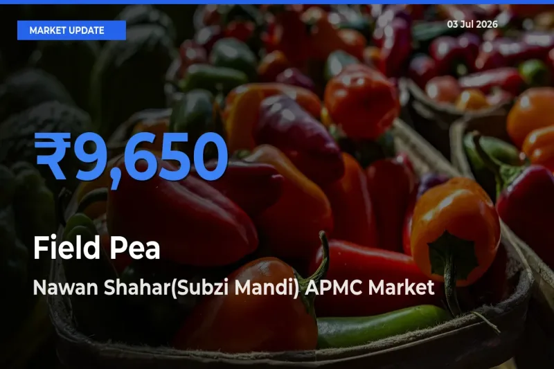 Top Performer! Nawan Shahar(Subzi Mandi) APMC Offers Best Field Pea Price Today