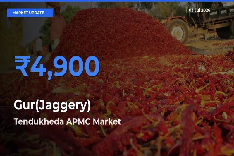 Tendukheda APMC Leads as Top Mandi for Gur(Jaggery) Prices