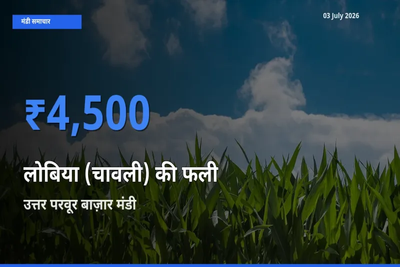 बाज़ार संकेत: उत्तर परवूर बाज़ार बना लोबिया (चावली) की फली के लिए आज की टॉप मंडी