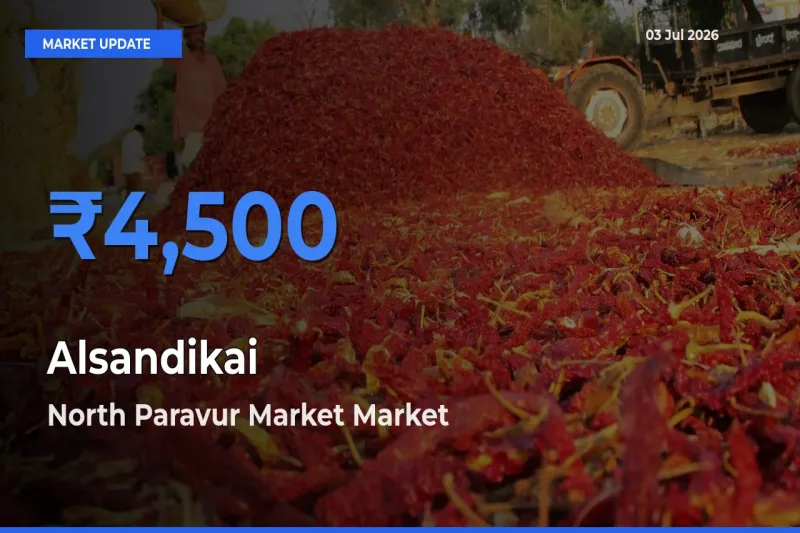 Farmers Prefer North Paravur Market as Alsandikai Hits Highest Rate