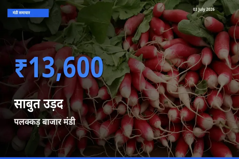 टॉप मंडी बना पलक्कड़ बाजार! साबुत उड़द के सबसे ऊँचे दाम यहीं दर्ज