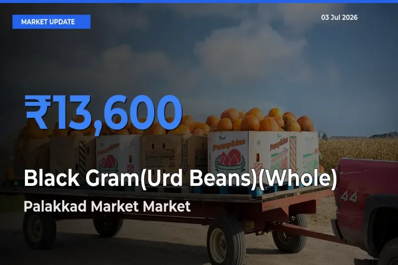 Palakkad Market Records Highest ₹13,600 Rate for Black Gram(Urd Beans)(Whole)