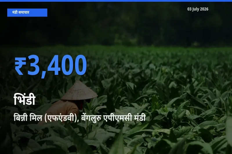 आज भिंडी के सबसे ऊँचे दाम ₹3,400 बिन्नी मिल (एफएंडवी), बेंगलुरु एपीएमसी मंडी में