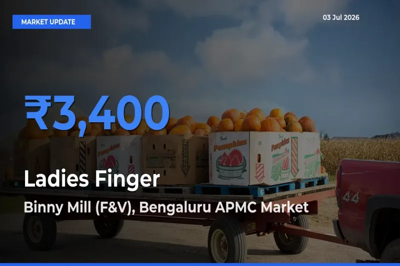 Binny Mill (F&V), Bengaluru APMC Leads as Top Mandi for Ladies Finger Prices
