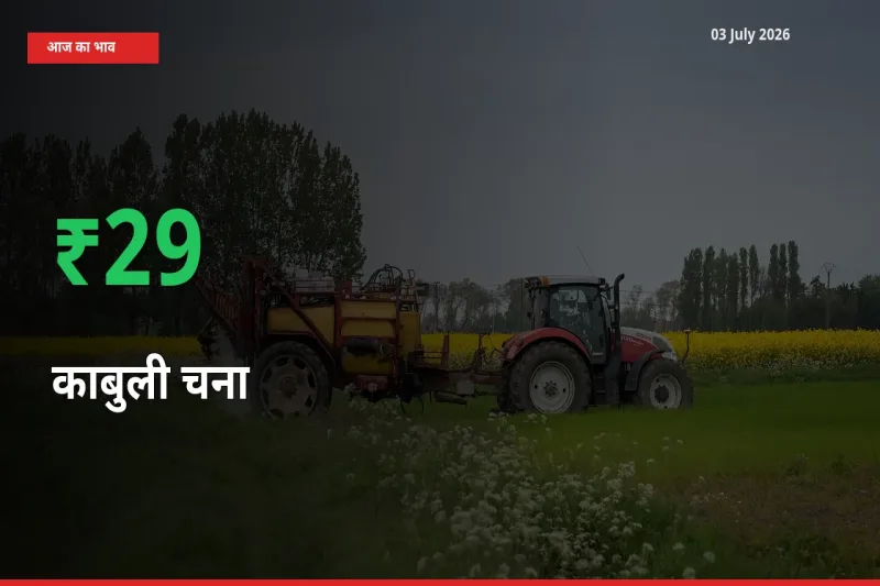 काबुली चना के दाम प्रमुख मंडी में 29.25% बढ़े, 24 घंटे में बड़ा बदलाव