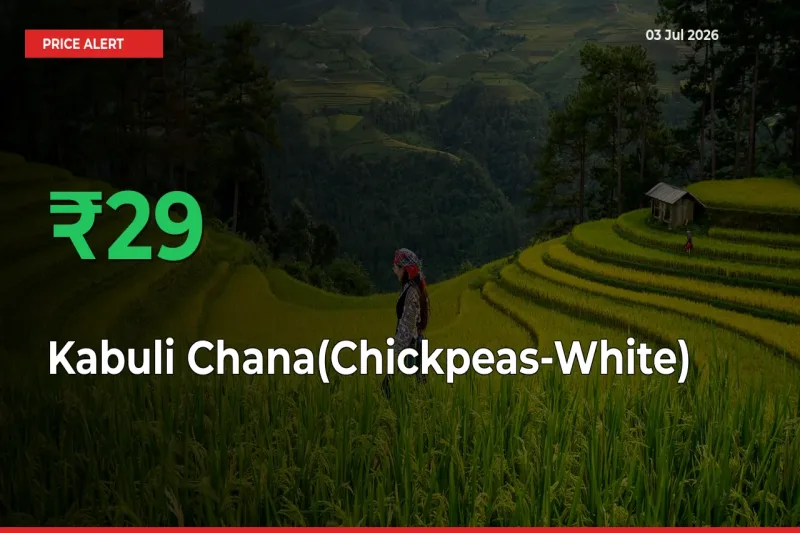 Sudden 29.25% Rally in Kabuli Chana(Chickpeas-White) Prices Across Mandis