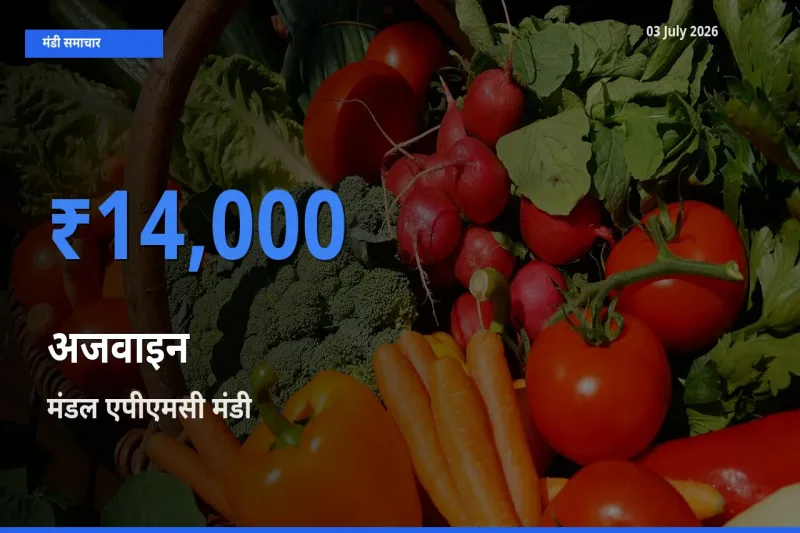 टॉप मंडी बना मंडल एपीएमसी! अजवाइन के सबसे ऊँचे दाम यहीं दर्ज