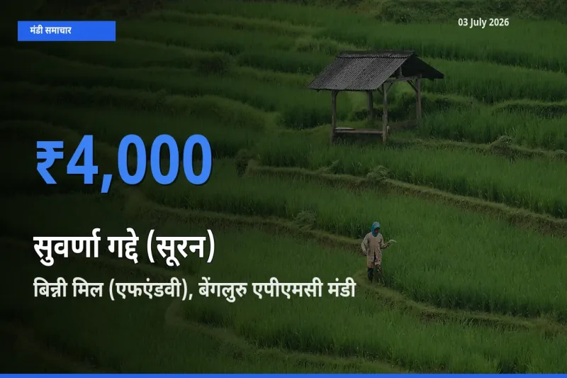 आज सुवर्णा गद्दे (सूरन) के सबसे ऊँचे दाम ₹4,000 बिन्नी मिल (एफएंडवी), बेंगलुरु एपीएमसी मंडी में
