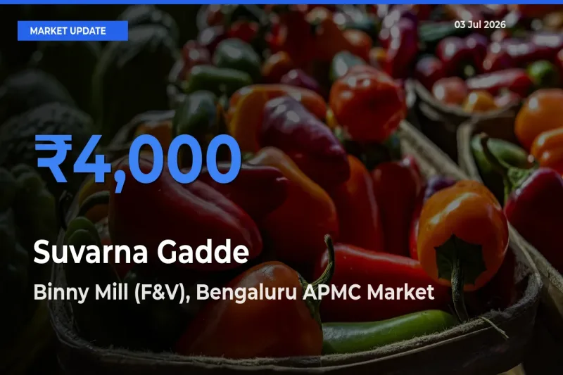Binny Mill (F&V), Bengaluru APMC Tops Suvarna Gadde Rates – July 03 Market Update