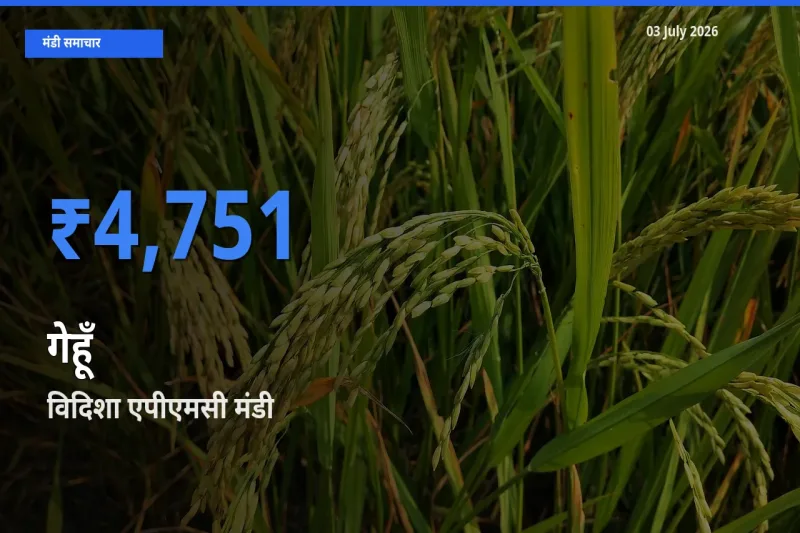 विदिशा एपीएमसी मंडी में गेहूँ ₹4,751 पर पहुँचा – आज का सर्वोच्च भाव