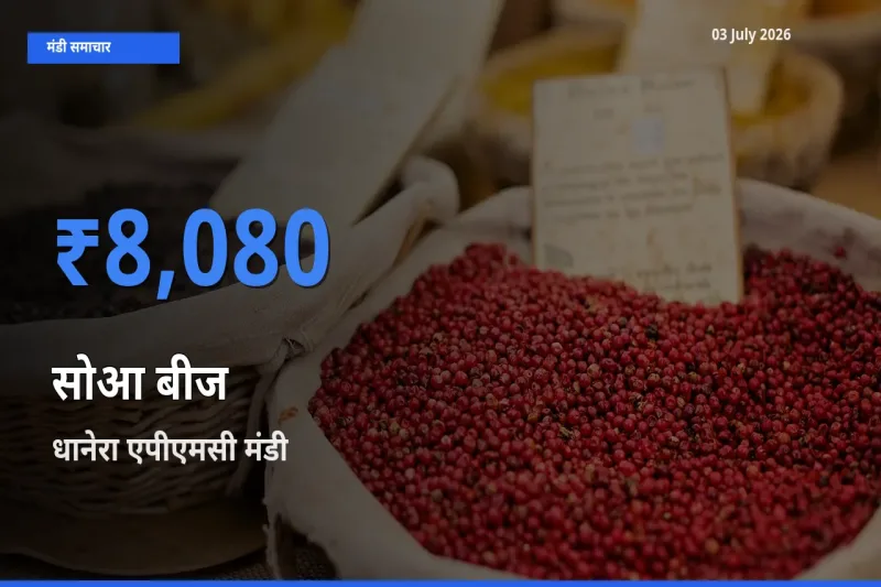 धानेरा एपीएमसी मंडी में सोआ बीज ₹8,080 पर पहुँचा – आज का सर्वोच्च भाव