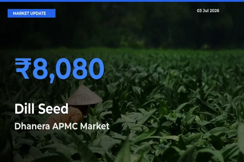 Dhanera APMC Offers ₹8,080 – Highest Dill Seed Rate Today