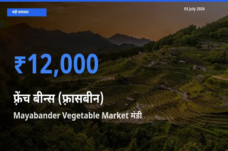 आज फ़्रेंच बीन्स (फ़्रासबीन) के सबसे ज़्यादा दाम Mayabander Vegetable Market मंडी में दर्ज