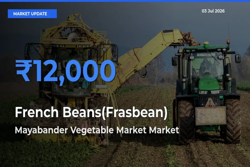 Top Performer! Mayabander Vegetable Market Offers Best French Beans(Frasbean) Price Today