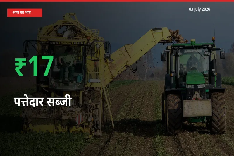 अचानक तेजी! मंडी में पत्तेदार सब्जी के दाम 17.45% चढ़े