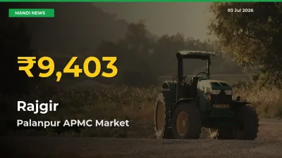 Big Jump in Rajgir Prices! Palanpur APMC Records New Peak Today