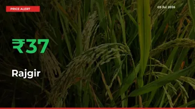 Rajgir Mandi Rate Today: Prices Jump 37.12% at Market