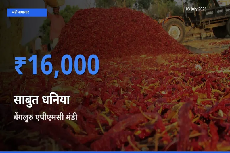 बेंगलुरु एपीएमसी मंडी में साबुत धनिया ₹16,000 पर पहुँचा – आज का सर्वोच्च भाव