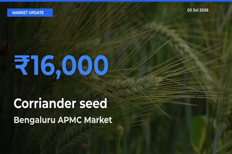 Bengaluru APMC Offers ₹16,000 – Highest Corriander seed Rate Today