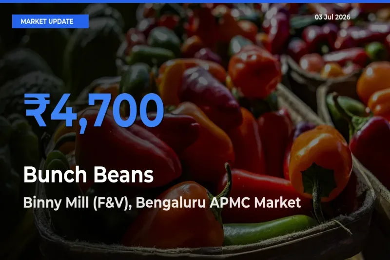 Binny Mill (F&V), Bengaluru APMC Tops Bunch Beans Rates – July 03 Market Update