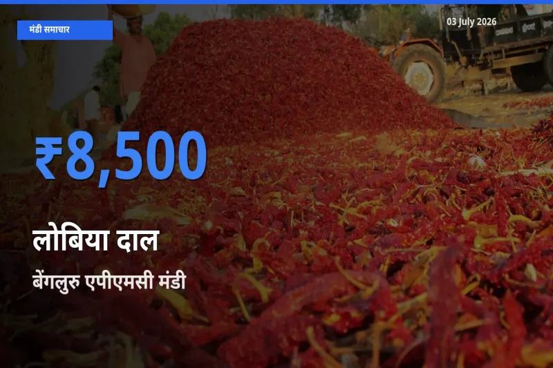 बेंगलुरु एपीएमसी में लोबिया दाल का आज सबसे ऊँचा भाव